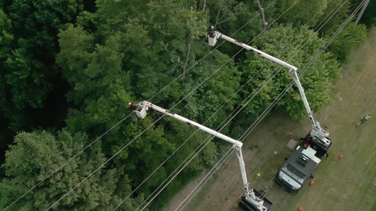 Best Hazardous Tree Removal  in USA